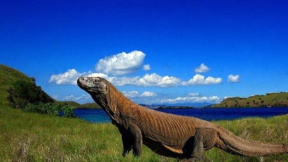 Image result for artikel komodo